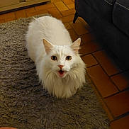 Pepito a rejoint le concours — aidez-le/la à gagner de superbes lots ! angora, animal, architecture, box, building, cat, clothing, couch, footwear, furniture, hardwood, homedecor, indoors, livingroom, manx, person, pet, rug, shoe, wood