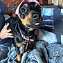animal, black_dog, blanket, close_up, companion, couch, cozy, cute, dog, domestic_animal, fur, indoor, person_hand, pet, pink_collar, pink_hat, resting, small_dog, star_pattern, tongue_out
