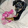 animal, black_and_tan, blanket, comfort, cozy, cute, dog, fur, indoor, looking, paw, pet, pink_cloth, puppy, resting, sleepy, snuggled, soft_texture, star_pattern, young_dog