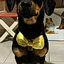 animal, black_dog, bow_tie, christmas_tree, collar, cute, decorations, dog, eyes, face, festive, floppy_ears, gift_box, holiday, indoor, pet, portrait, sitting, tan_markings, tile_floor