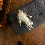 Delilah joined the competition — help win amazing prizes! cat, gray_cushion, wooden_floor, furniture, pet, indoor, relaxed, stretching, cozy, animal, domestic, paw, fur, bench, flooring, home, feet, socks, black_socks, casual