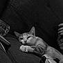 black_and_white, casual, cat, closeup, comfort, controller, couch, domestic, electronics, feline, gaming, hand, indoor, leisure, paw, pet, phone, relaxing, resting, texture