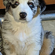 Oakley joined the competition — help win amazing prizes! black_markings, close_up, cute, dog, domestic, eyes, floor, fluffy, fur, indoor, nose, paws, pet, portrait, puppy, sitting, staring, white_fur, wooden_door, young