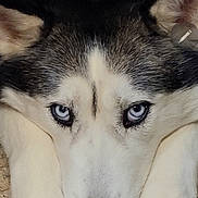 Mya is registered to the contest to win money with this photo: animal, black_fur, blue_eyes, carpet, close_up, dog, expressive_eyes, face, fur, husky, indoor, lying_down, muzzle, nose, paws, pet, portrait, staring, whiskers, white_fur