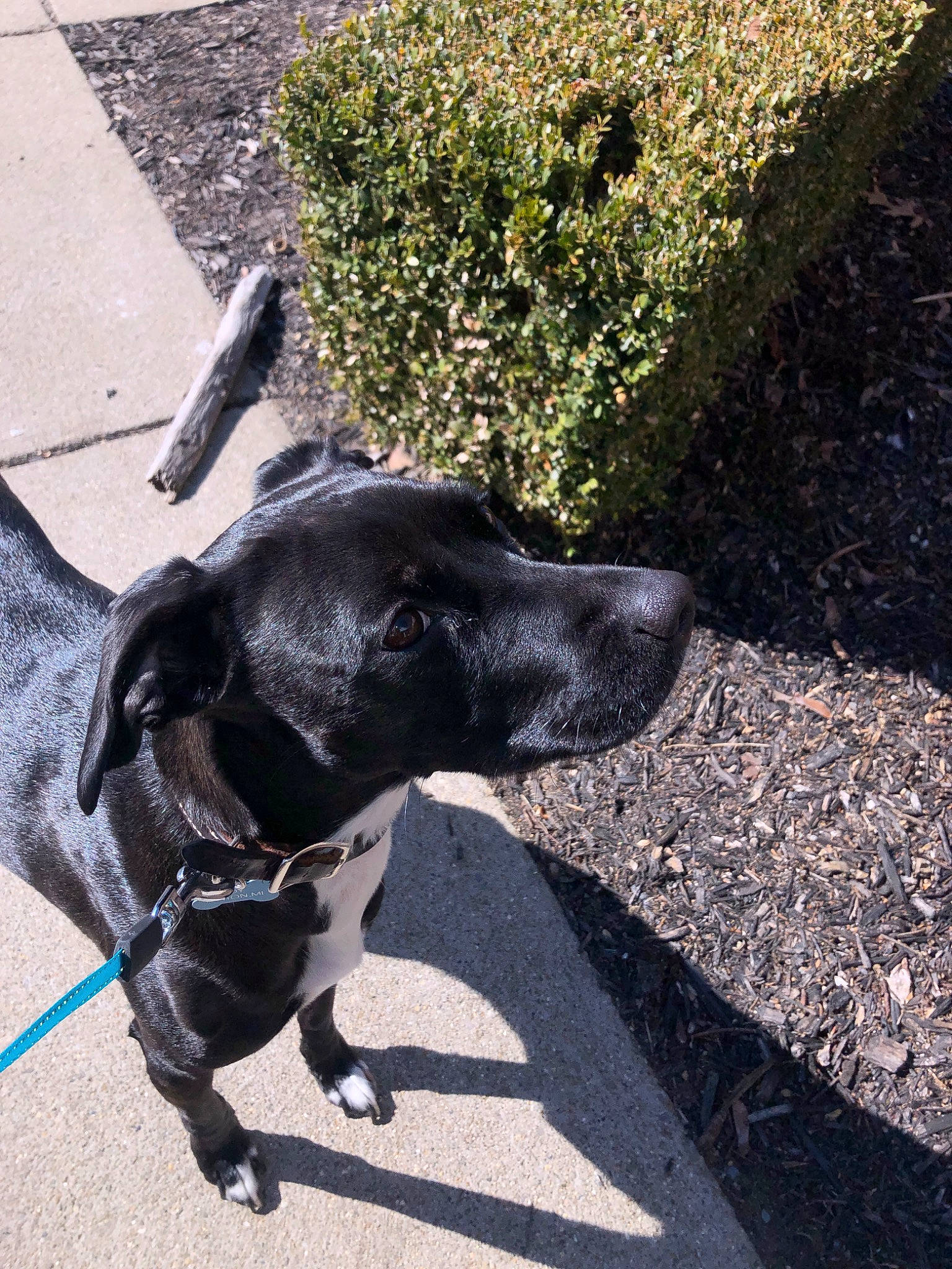 Joy is registered to the contest to win money with this photo: borador, canidae, carnivore, dog, dog_breed, dog_walking, leash, patterdale_terrier, pointer, snout, sporting_group, tail