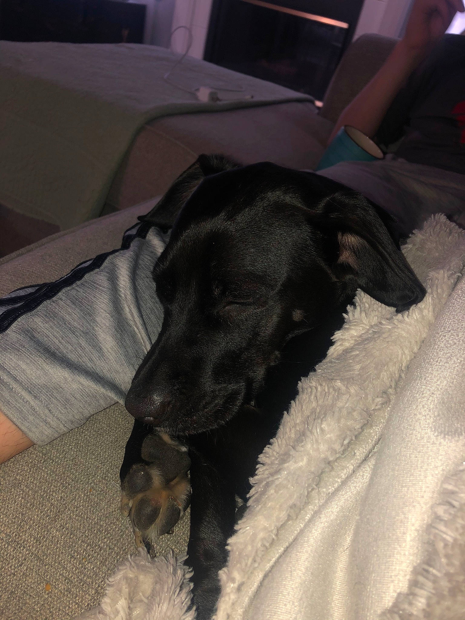 Joy joined the competition — help win amazing prizes! canidae, carnivore, dog, dog_breed, patterdale_terrier, snout, sporting_group