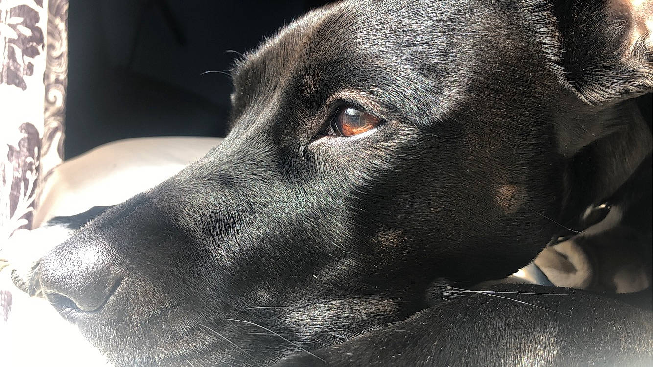 Joy joined the competition — help win amazing prizes! beagador, borador, canidae, carnivore, dog, dog_breed, ear, eye, labrador_retriever, mammal, nose, retriever, snout, sporting_group, vertebrate, whiskers