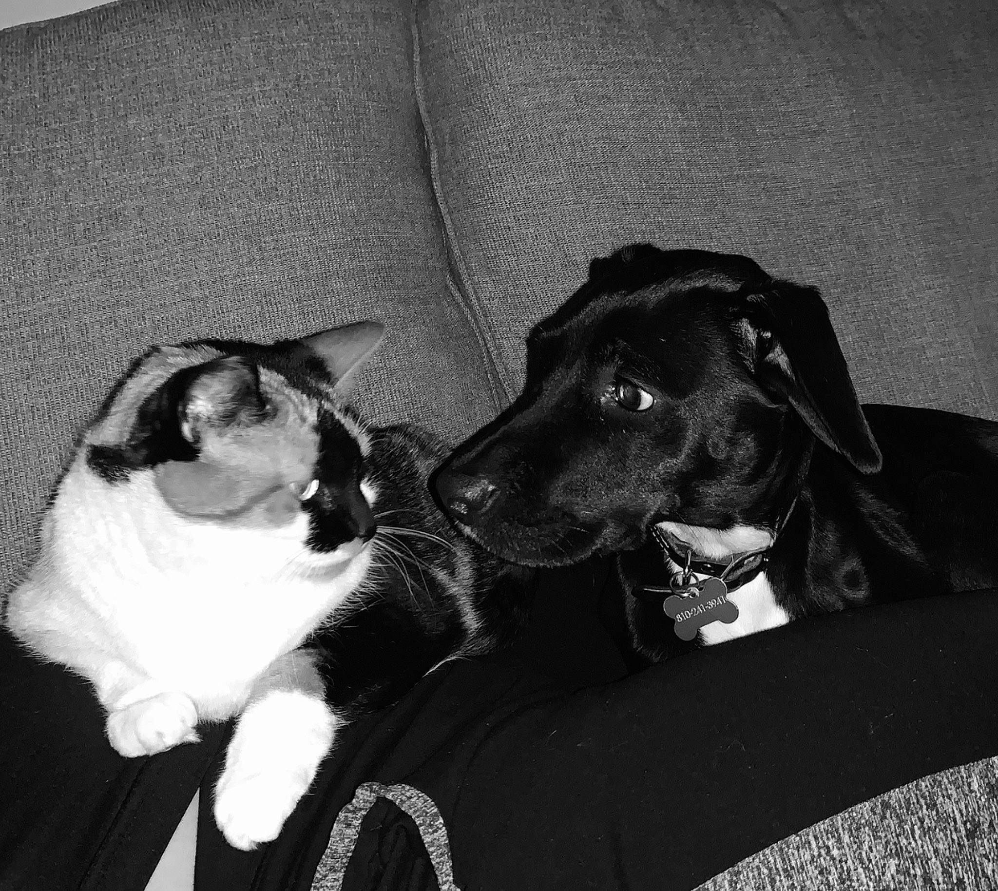 Joy is registered to the contest to win money with this photo: beagador, black, black_and_white, canidae, carnivore, dog, dog_breed, ear, monochrome, nose, puppy, snout, sporting_group, style, whiskers