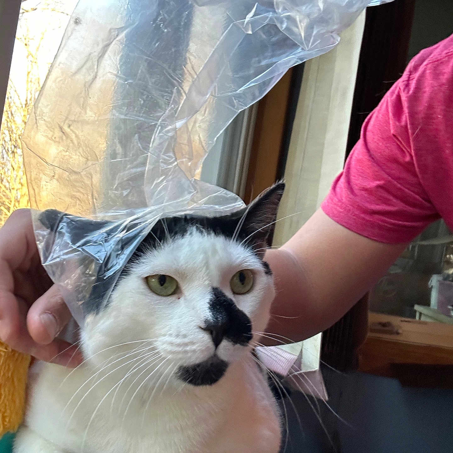 Ghost is registered to the contest to win money with this photo: animal, black_and_white, cat, curious, domestic, ears, face, feline, fur, household, human_arm, indoor, natural_light, pet, plastic_sheet, relaxed, sitting, table, whiskers, window