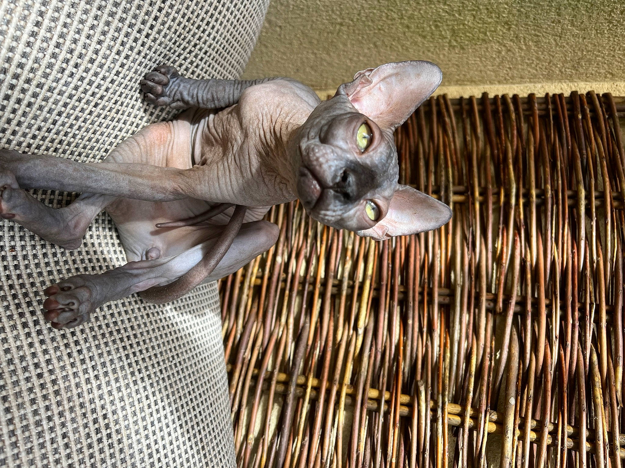 Angel a rejoint le concours — aidez-le/la à gagner de superbes lots ! auto_part, fawn, felidae, metal, sculpture, tail, terrestrial_animal, wing, wood