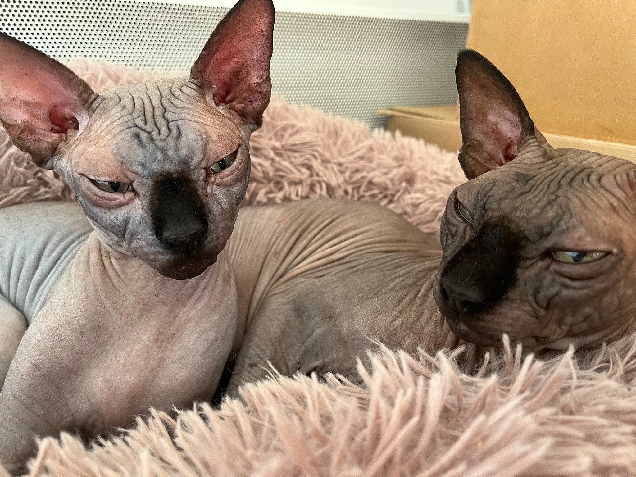 Angel a rejoint le concours — aidez-le/la à gagner de superbes lots ! canidae, carnivore, comfort, dog_breed, donskoy, fawn, felidae, fur, mexican_hairless_dog, nap, peterbald, snout, sphynx, terrestrial_animal, vertebrate, whiskers, wildlife
