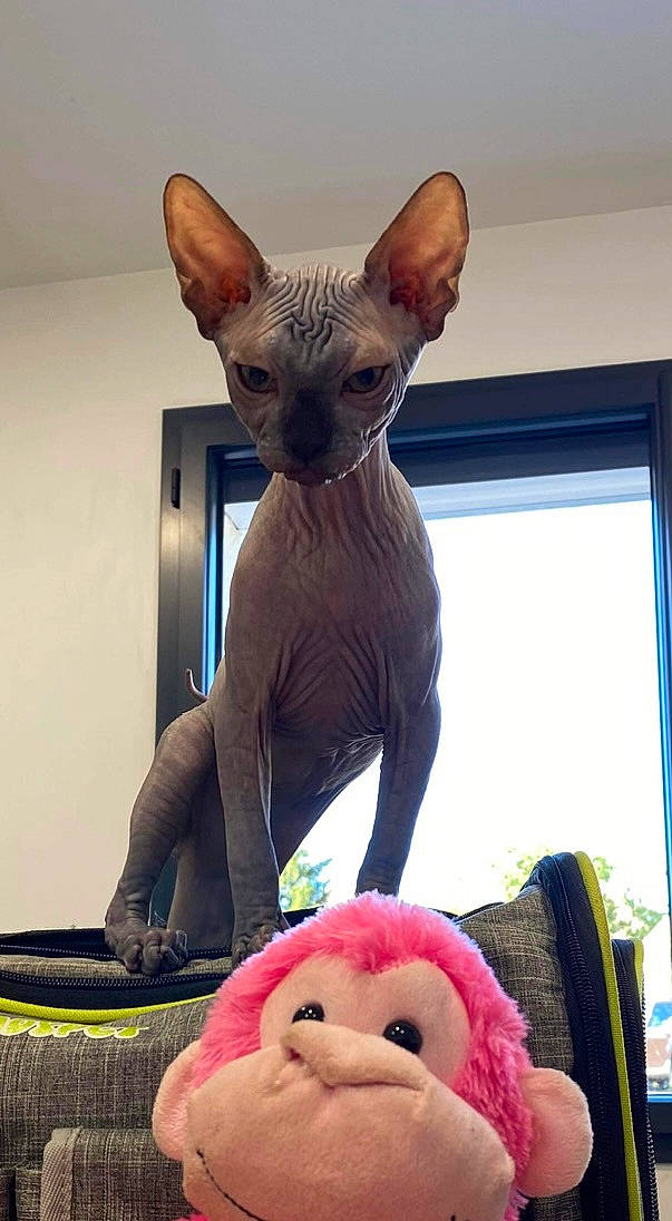 Angel participe au concours pour gagner de l'argent avec cette photo : carmine, carnivore, companion_dog, corgi_chihuahua, dog_breed, fawn, felidae, foot, fur, magenta, nail, small_to_medium_sized_cats, snout, stuffed_toy, tail, terrestrial_animal, toy, toy_dog, whiskers