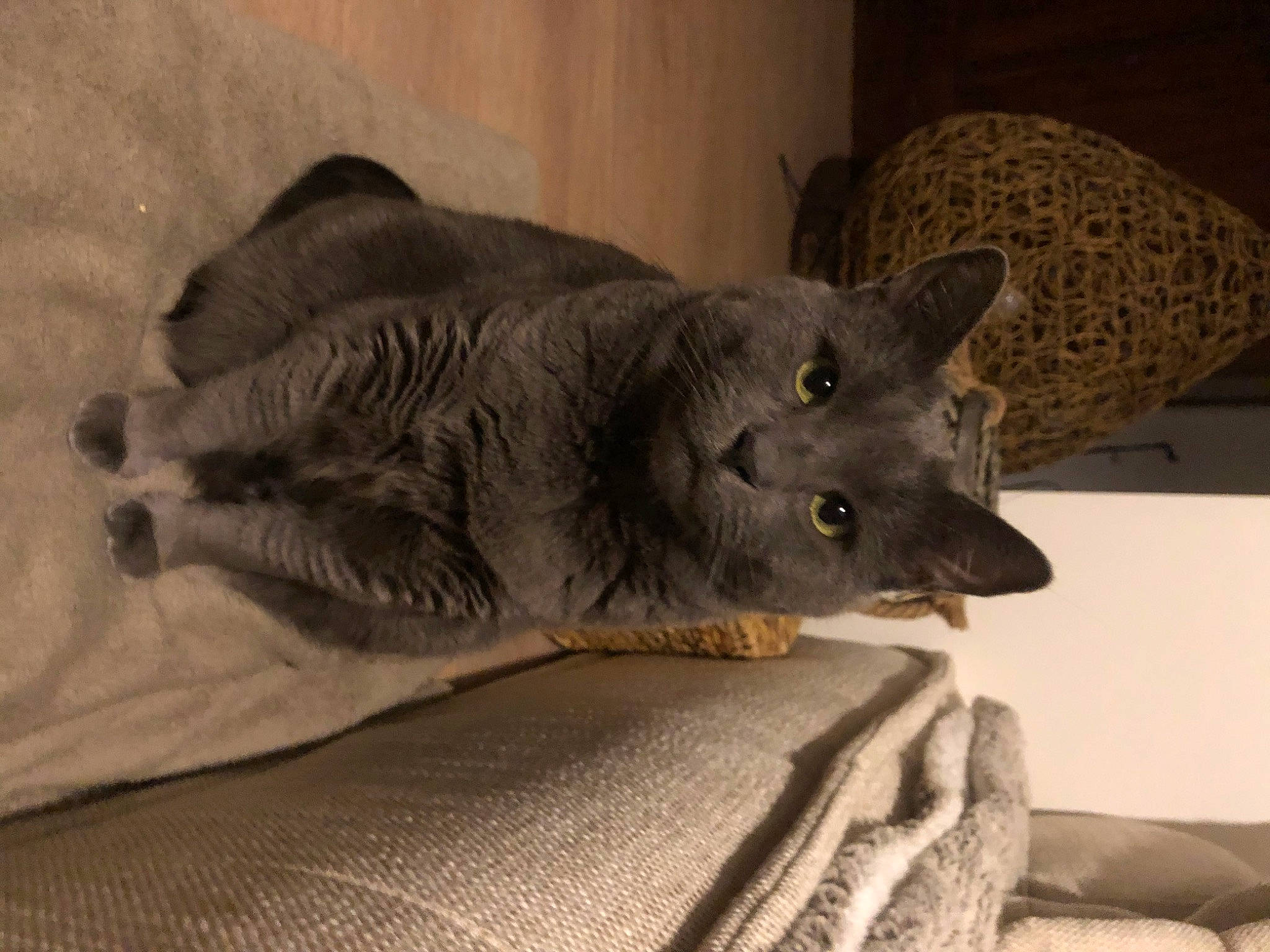 Lilie a rejoint le concours — aidez-le/la à gagner de superbes lots ! black_cat, canidae, carnivore, cat, cat_supply, claw, comfort, dog_breed, domestic_short_haired_cat, felidae, fur, grey, nap, paw, russian_blue, small_to_medium_sized_cats, snout, tail, terrestrial_animal, whiskers