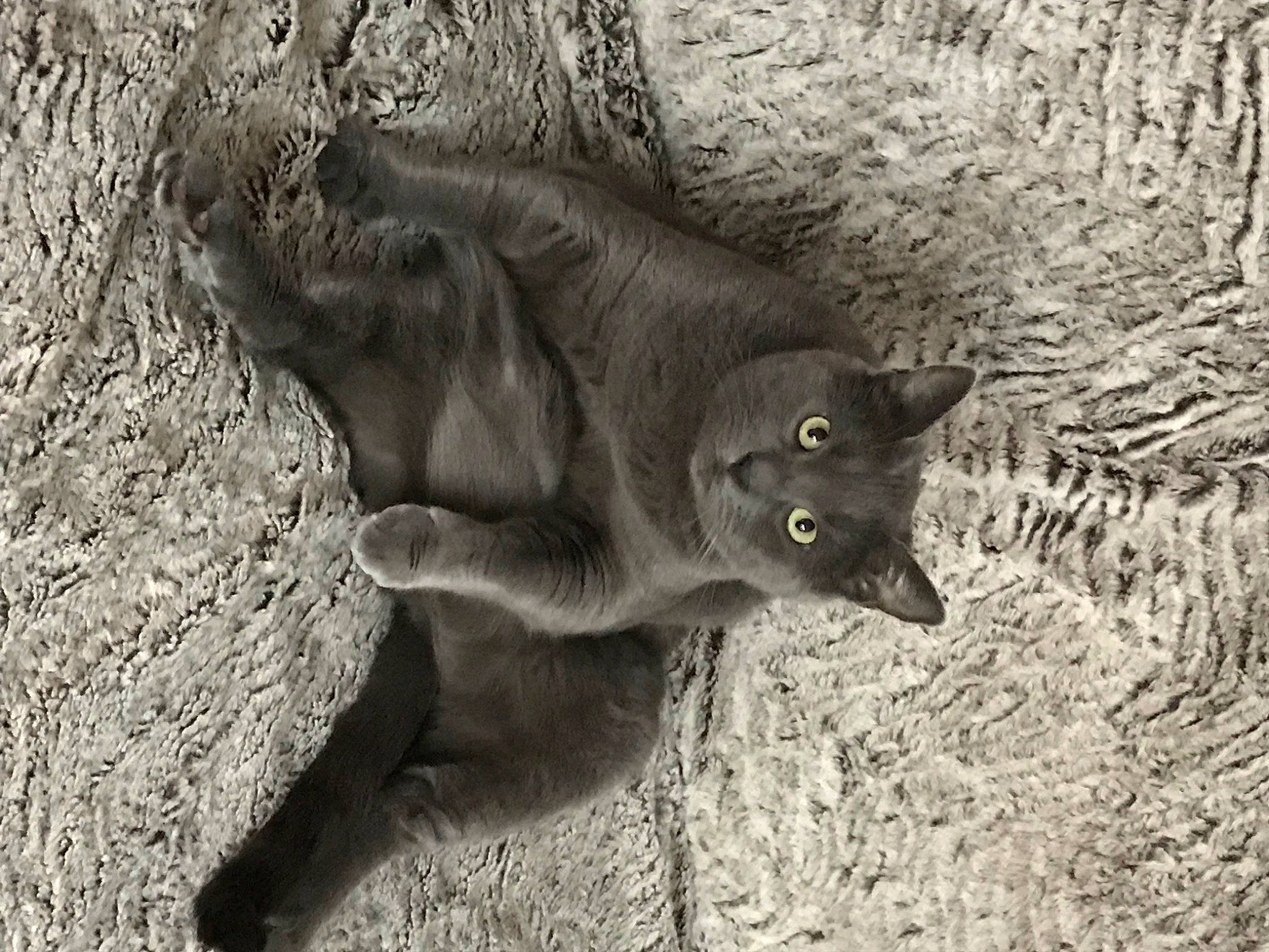 Lilie participe au concours pour gagner de l'argent avec cette photo : black_cat, carnivore, cat, domestic_short_haired_cat, eye, felidae, fur, grass, grey, monochrome, monochrome_photography, organism, plant, small_to_medium_sized_cats, soil, tail, terrestrial_animal, whiskers, wood