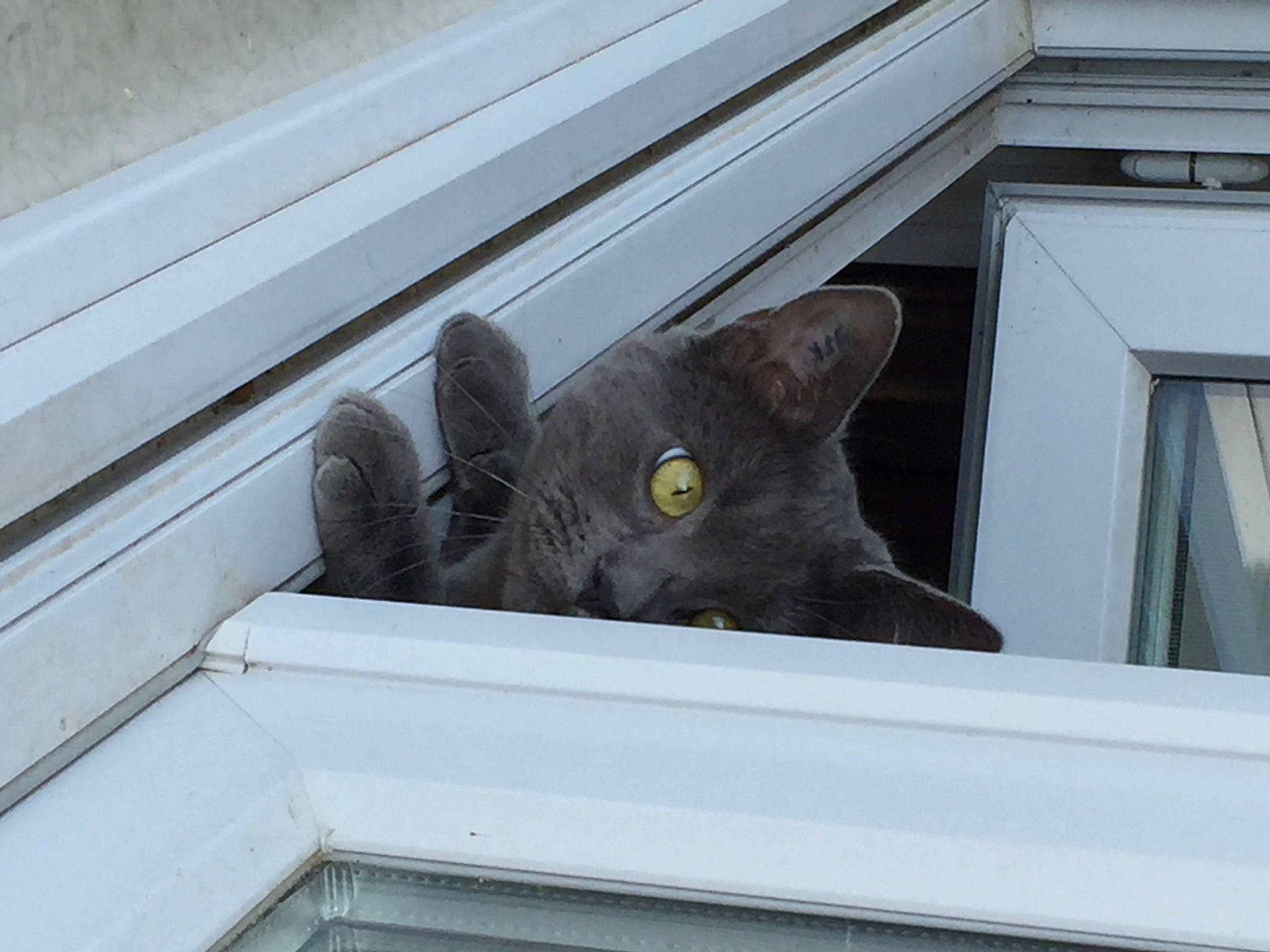 Lilie a rejoint le concours — aidez-le/la à gagner de superbes lots ! carnivore, cat, domestic_short_haired_cat, felidae, fixture, grey, russian_blue, small_to_medium_sized_cats, snout, tail, whiskers, window, wood