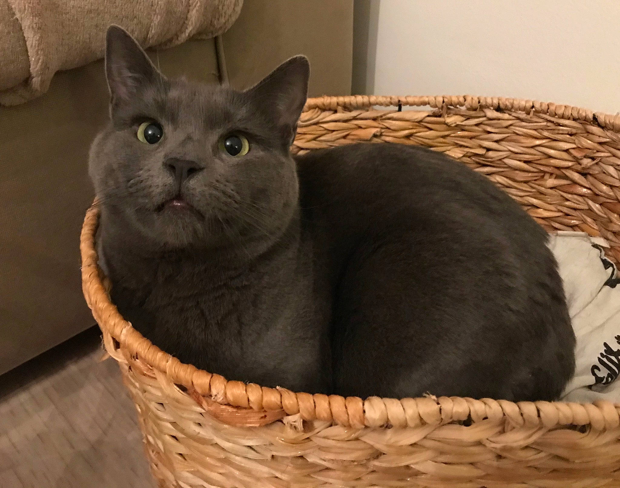 Lilie a rejoint le concours — aidez-le/la à gagner de superbes lots ! basket, carnivore, cat, cat_bed, cat_furniture, cat_supply, comfort, domestic_short_haired_cat, fawn, felidae, fur, grey, pet_supply, small_to_medium_sized_cats, snout, storage_basket, terrestrial_animal, whiskers, wicker, wood
