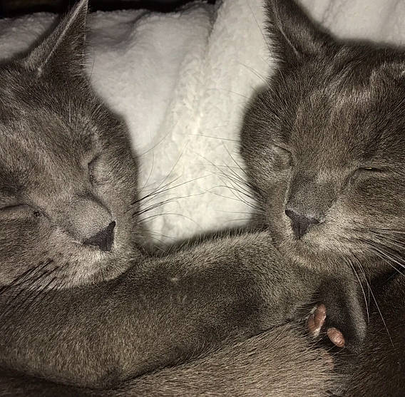 Sushi participe au concours pour gagner de l'argent avec cette photo : carnivore, cat, close_up, comfort, domestic_short_haired_cat, ear, felidae, fur, gesture, grey, mammal, monochrome, nose, paw, small_to_medium_sized_cats, snout, tail, vertebrate, whiskers, window