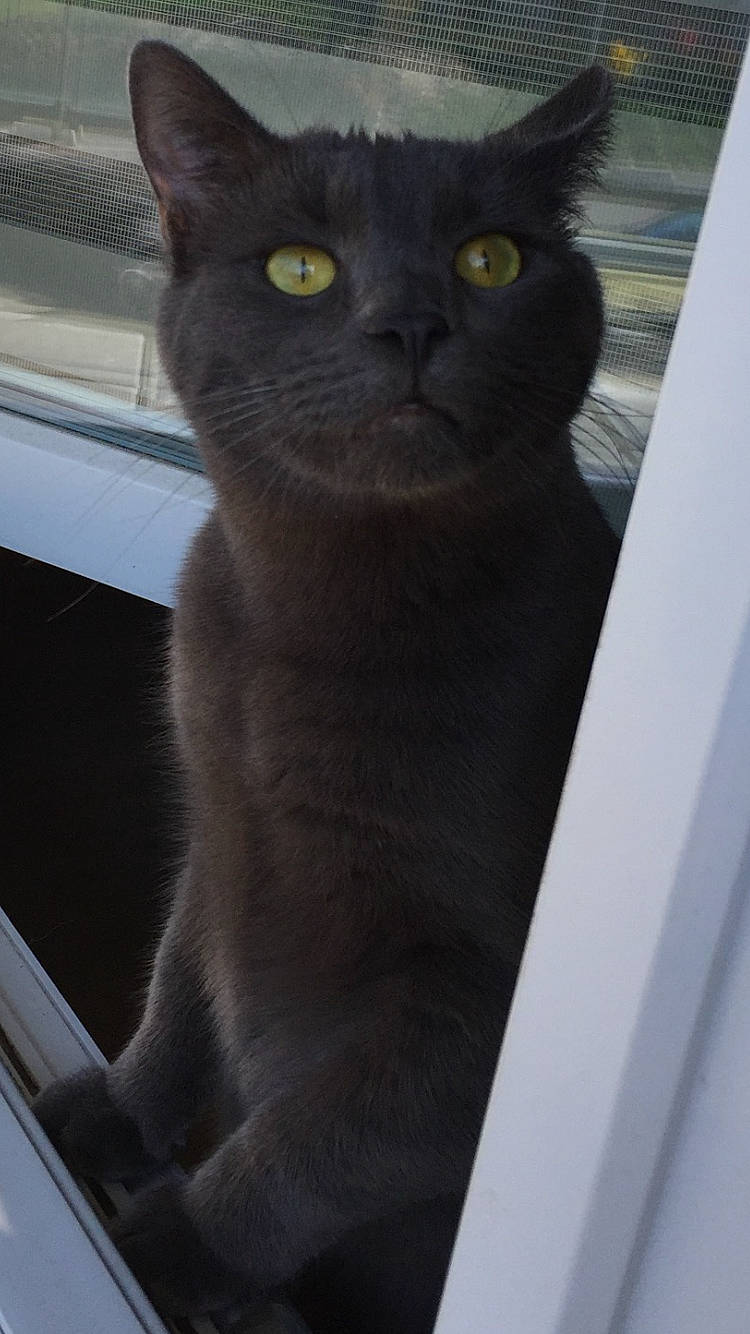 Sushi a rejoint le concours — aidez-le/la à gagner de superbes lots ! black_cat, carnivore, cat, domestic_short_haired_cat, event, felidae, fixture, fur, grey, small_to_medium_sized_cats, snout, whiskers