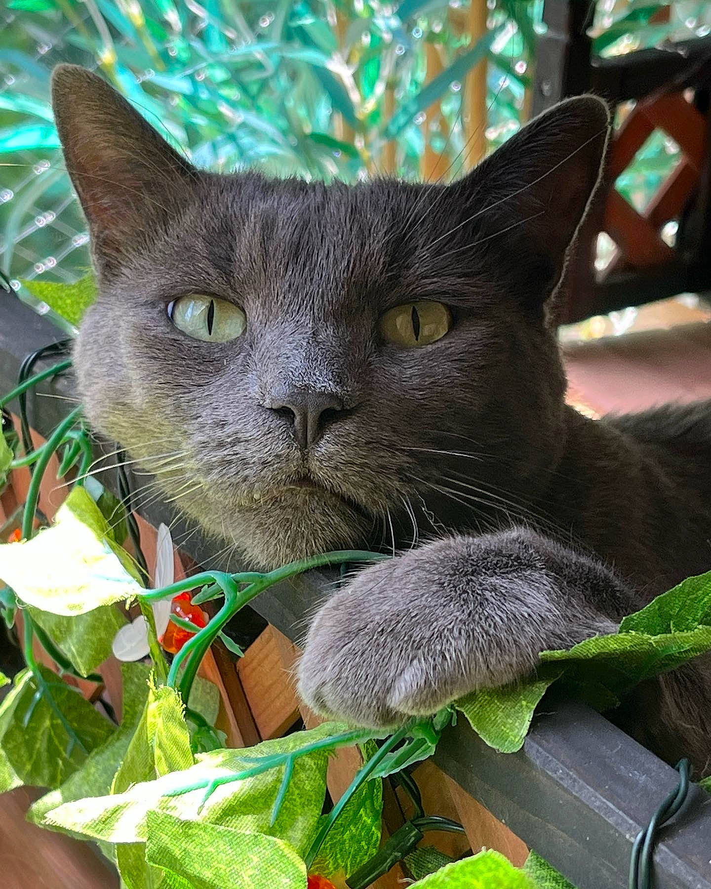 Sushi participe au concours pour gagner de l'argent avec cette photo : botany, carnivore, cat, domestic_short_haired_cat, felidae, fur, grass, plant, small_to_medium_sized_cats, snout, whiskers