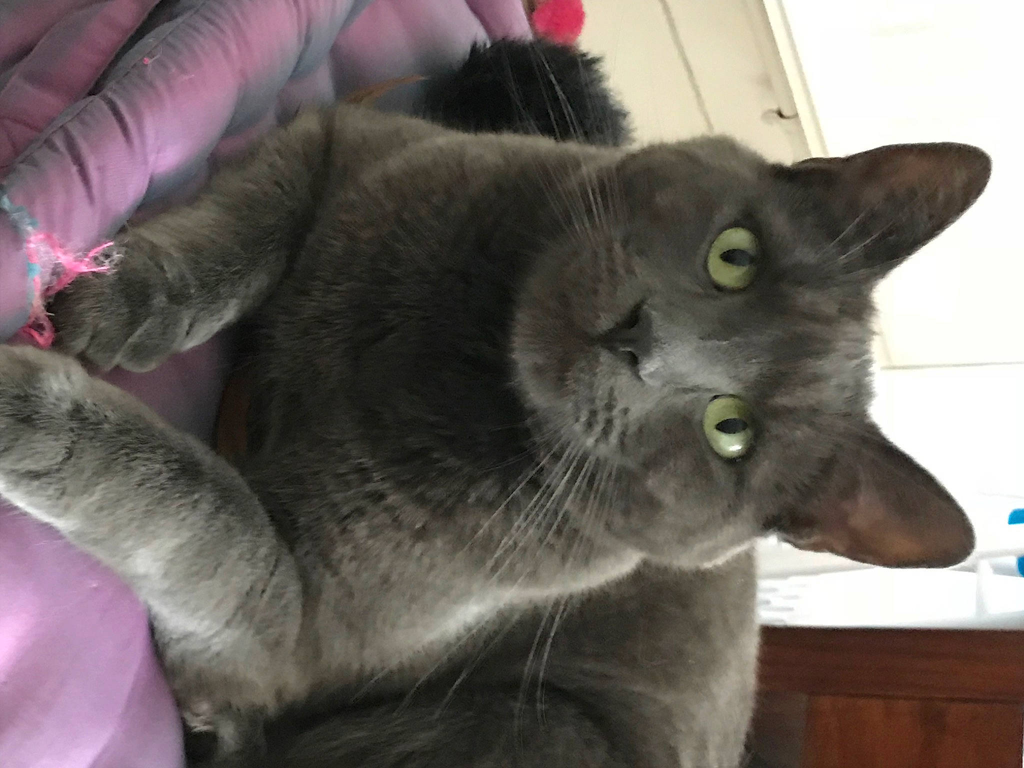 Sushi participe au concours pour gagner de l'argent avec cette photo : black_cat, carnivore, cat, domestic_short_haired_cat, ear, felidae, fur, grey, russian_blue, small_to_medium_sized_cats, snout, tail, water_bottle, whiskers, window