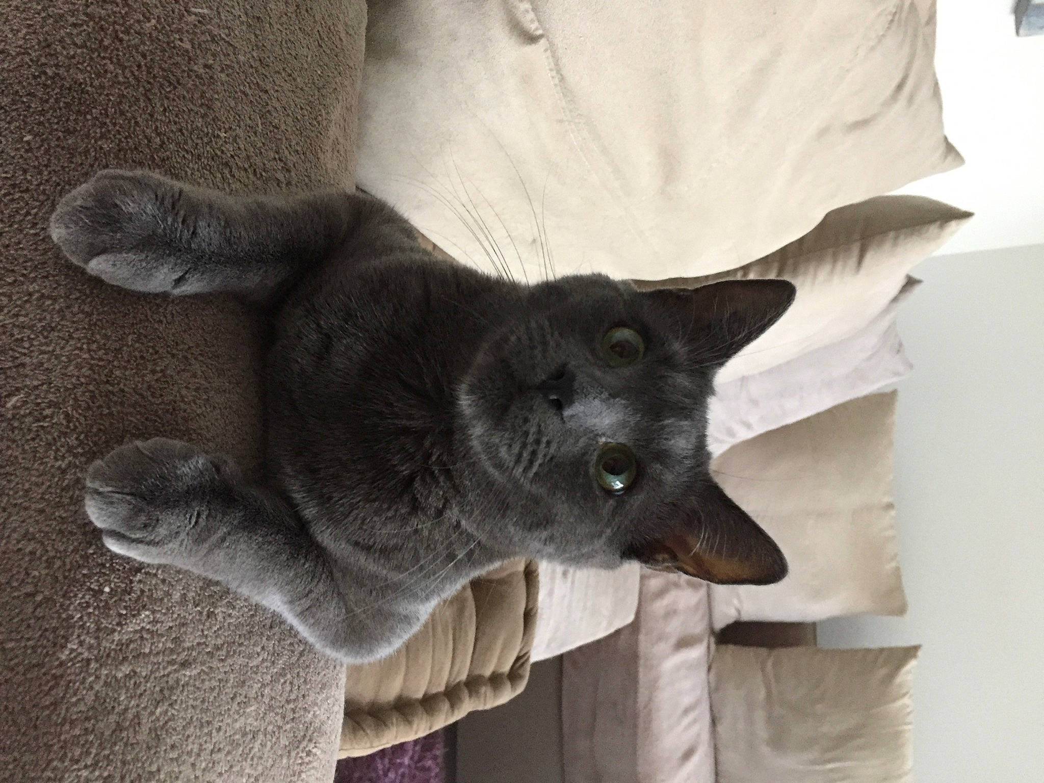 Sushi participe au concours pour gagner de l'argent avec cette photo : canidae, carnivore, claw, comfort, companion_dog, dog, dog_breed, fawn, felidae, fur, gesture, grey, paw, small_to_medium_sized_cats, snout, sporting_group, tail, terrestrial_animal, whiskers, working_animal