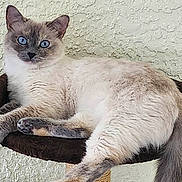 Gucci is registered to the contest to win money with this photo: cat, siamese_cat, blue_eyes, feline, pet, animal, fur, whiskers, relaxed, perch, indoor, resting, cute, mammal, tail, ears, paw, close_up, portrait, texture