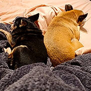 Paris is registered to the contest to win money with this photo: dog, bed, blanket, sleeping, cozy, resting, pets, fur, domestic_animal, indoor, animal, two_dogs, brown_dog, black_dog, relaxing, soft, warm_lighting, companion, cute, snuggling