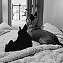 Paris joined the competition — help win amazing prizes! dog, dogs, bed, blanket, indoor, black_and_white, fur, ears, side_view, looking_away, door, balcony, railing, tree, cozy, relaxing, pet, animal, companion, quiet