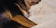 Paris is registered to the contest to win money with this photo: dog, sleeping, blanket, fur, rest, cozy, pet, animal, cute, relaxation, indoor, closeup, brown, black, white, soft, peaceful, nap, companion, comfort