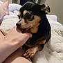 Paris joined the competition — help win amazing prizes! dog, small_dog, pet, hand, bite, blanket, cozy, indoor, relaxation, cute, paw, fur, nail, resting, person, skin, bedroom, comfort, animal, playful