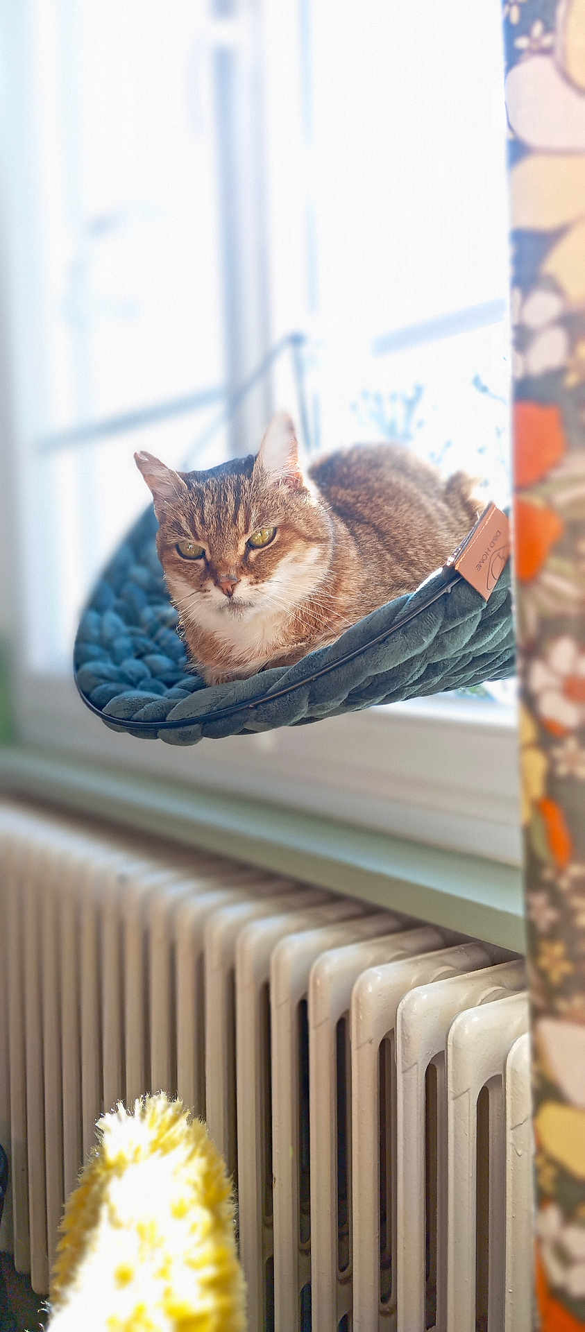 Nounouche a rejoint le concours — aidez-le/la à gagner de superbes lots ! cat, tabby_cat, indoor, window, hammock, plush, sunlight, radiator, curtain, home, cozy, pet, animal, relaxed, feline, resting, green_eyes, fur, domestic_cat, quiet