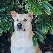 Taurus participe au concours pour gagner de l'argent avec cette photo : animal, calm, canine, daylight, dog, ears, fur, garden, grass, greenery, leaves, mammal, nature, outdoor, pet, portrait, sitting, snout, tail, watchful