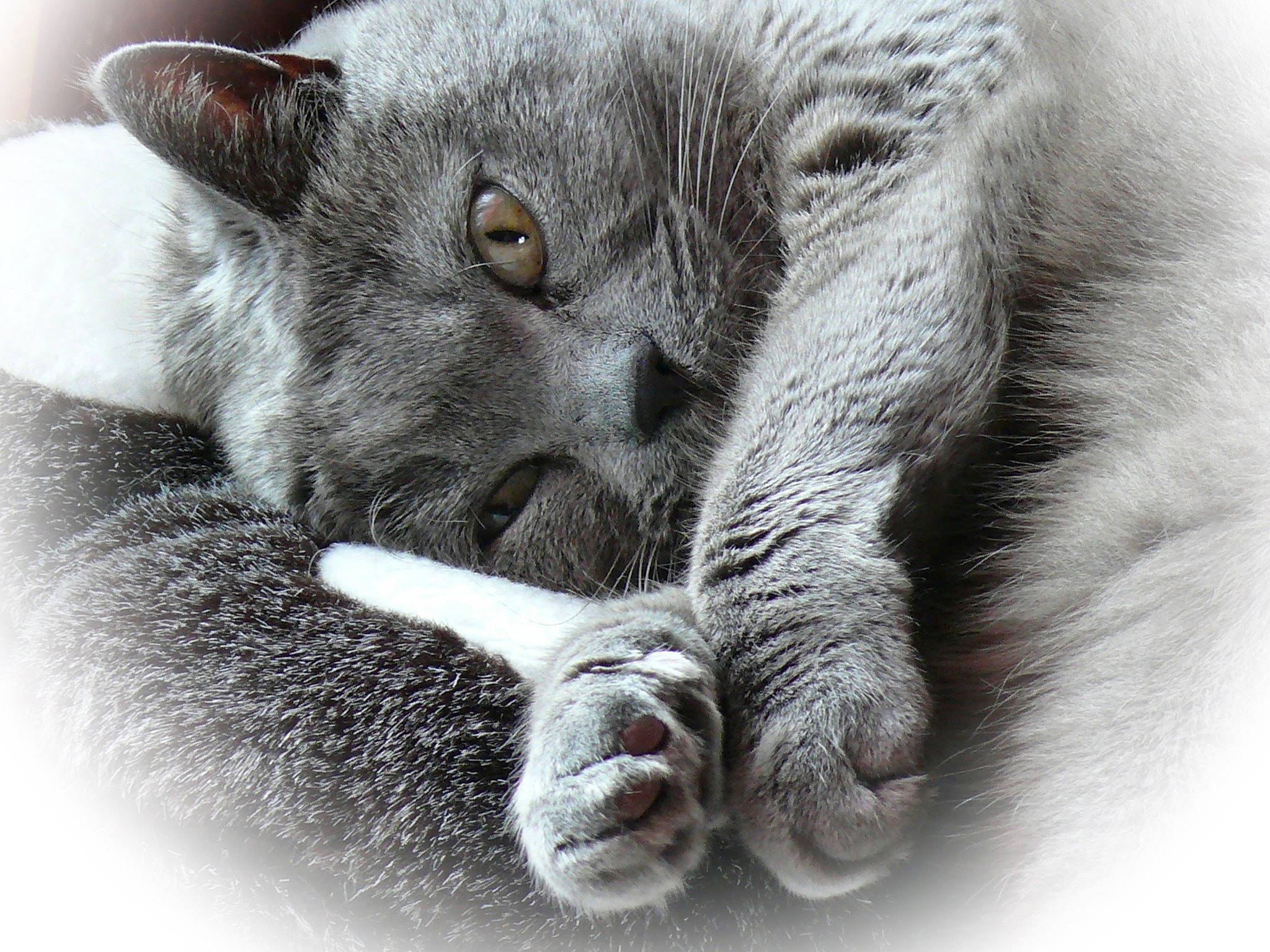 Papou participe au concours pour gagner de l'argent avec cette photo : black_and_white, british_shorthair, carnivore, cat, chartreux, domestic_short_haired_cat, felidae, kitten, korat, mammal, nap, nebelung, nose, paw, polydactyl_cat, russian_blue, sleep, small_to_medium_sized_cats, snout, whiskers