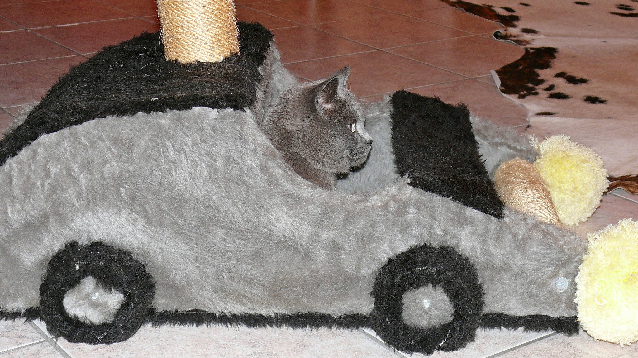 Papou a rejoint le concours — aidez-le/la à gagner de superbes lots ! art, black_cat, british_shorthair, carnivore, cat, domestic_short_haired_cat, felidae, kitten, small_to_medium_sized_cats, tail, whiskers