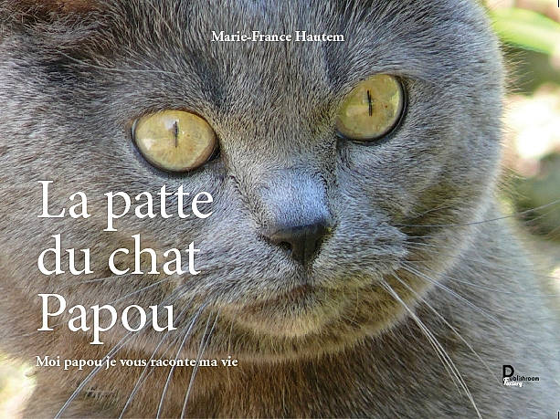 Papou participe au concours pour gagner de l'argent avec cette photo : adaptation, burmese, carnivore, cat, chartreux, close_up, domestic_short_haired_cat, eye, felidae, korat, nebelung, organism, photo_caption, photography, russian_blue, small_to_medium_sized_cats, snout, terrestrial_animal, whiskers, wildlife