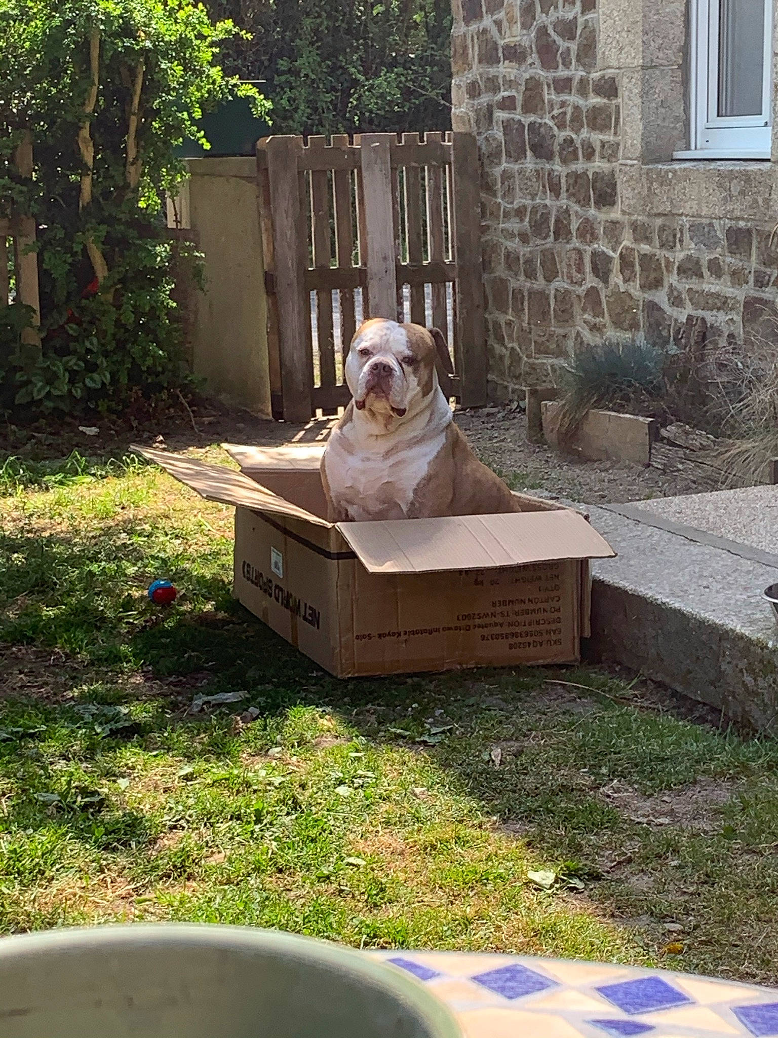 Iron a rejoint le concours — aidez-le/la à gagner de superbes lots ! art, carnivore, companion_dog, dog, dog_breed, fawn, fence, grass, green, lawn, leisure, outdoor_furniture, plant, sculpture, serveware, shrub, sporting_group, stairs, window, wood