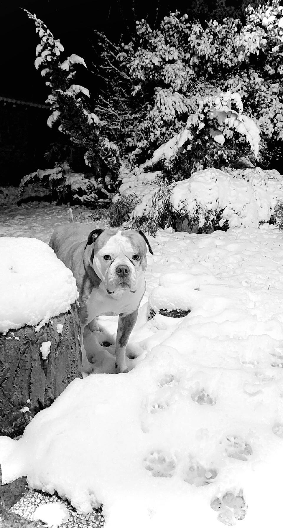 Iron a rejoint le concours — aidez-le/la à gagner de superbes lots ! black_and_white, branch, carnivore, collar, companion_dog, dog, dog_breed, dog_collar, fawn, freezing, frost, monochrome, monochrome_photography, pet_supply, plant, precipitation, snow, style, tree, winter