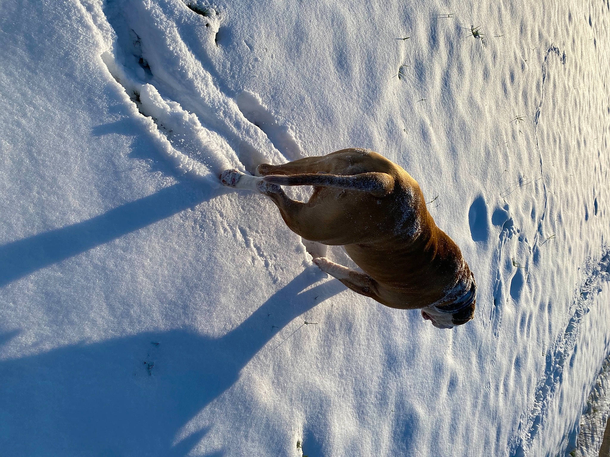 Iron a rejoint le concours — aidez-le/la à gagner de superbes lots ! beak, bird, cloud, feather, footprint, freezing, frost, ice_cap, landscape, marine_mammal, ocean, sand, seabird, shadow, snow, soil, water, water_bird, wing, winter