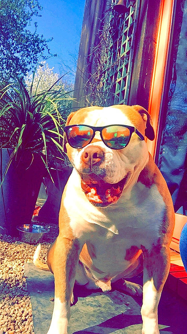 Iron participe au concours pour gagner de l'argent avec cette photo : blue, carnivore, companion_dog, cool, dog, dog_breed, eyewear, fawn, fun, glasses, goggles, grass, happy, hat, leisure, plant, shorts, sunglasses, tints_and_shades, vision_care