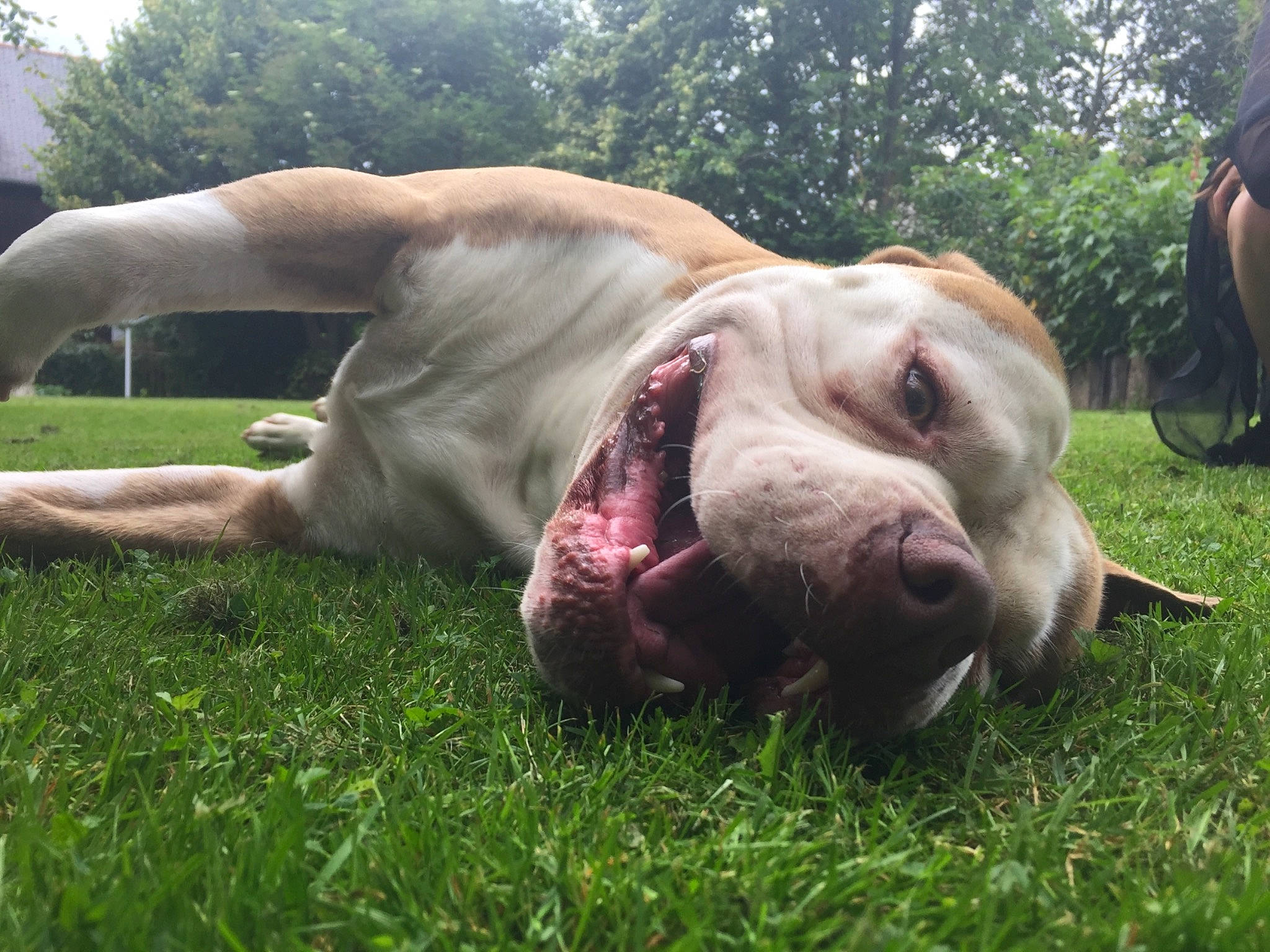 Iron participe au concours pour gagner de l'argent avec cette photo : canidae, carnivore, companion_dog, dog, dog_breed, fawn, grass, guard_dog, liver, molosser, plant, snout, sporting_group, terrestrial_animal, tire, tree, wheel, whiskers, working_dog, wrinkle