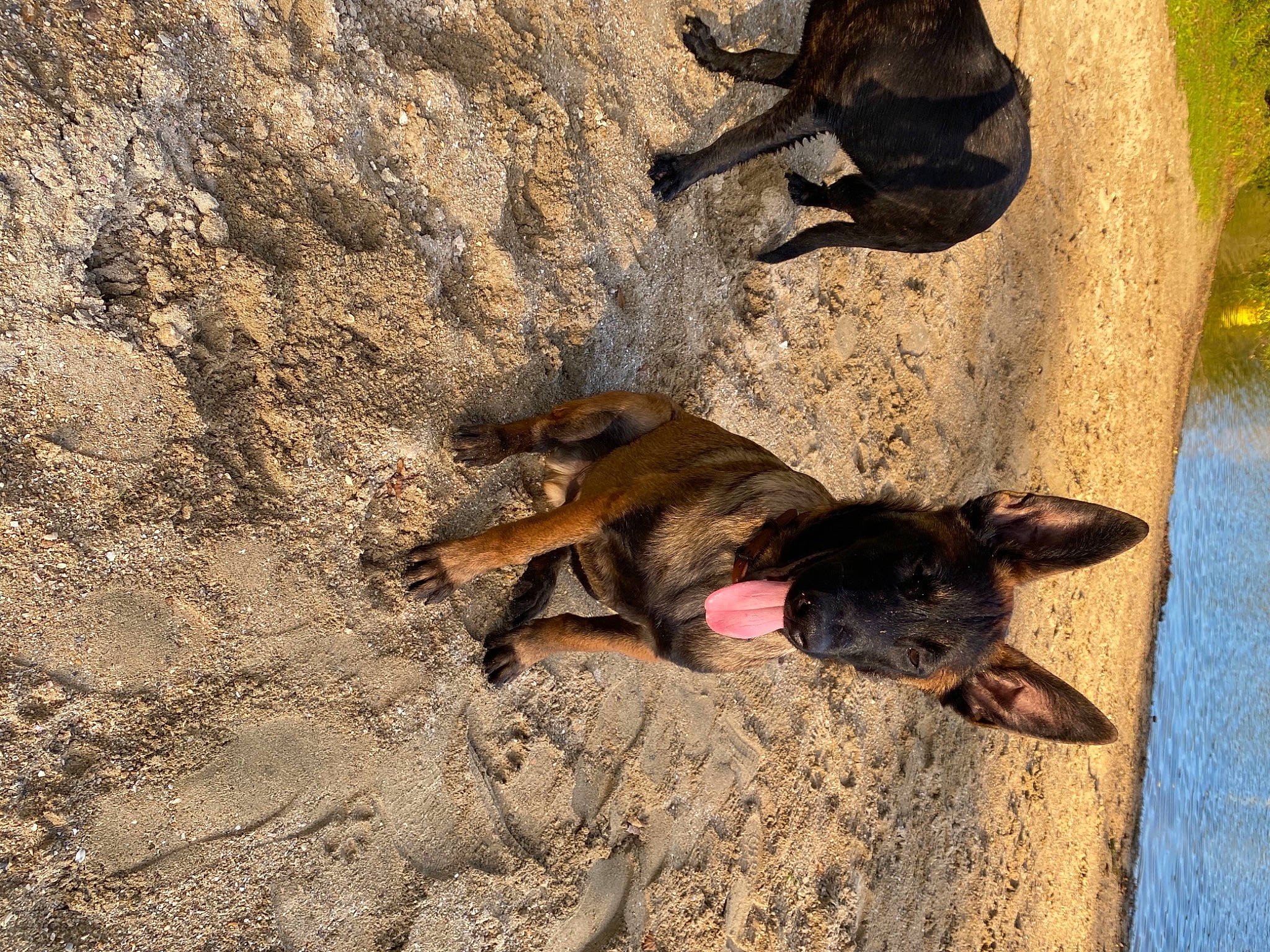 Seth participe au concours pour gagner de l'argent avec cette photo : adventure, canidae, carnivore, dog, dog_breed, fawn, landscape, mammal, paw, shadow, snout, soil, sporting_group, tail, terrestrial_animal, tints_and_shades, water, wildlife, wood, working_animal