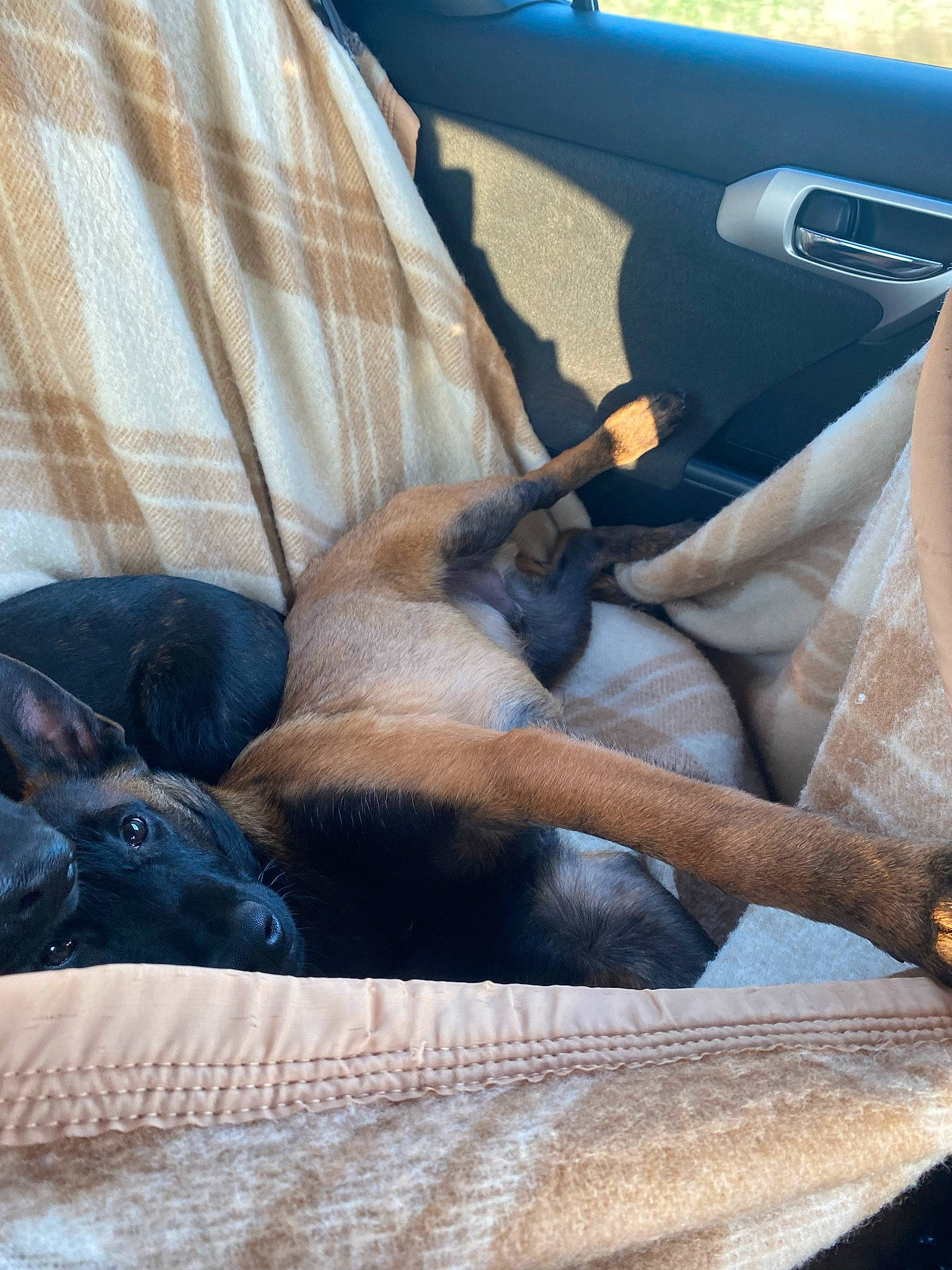 Seth a rejoint le concours — aidez-le/la à gagner de superbes lots ! auto_part, automotive_exterior, automotive_mirror, car_seat, car_seat_cover, carnivore, comfort, companion_dog, dog, dog_breed, head_restraint, mammal, motor_vehicle, snout, steering_wheel, vehicle, vehicle_door, vertebrate, window, windshield