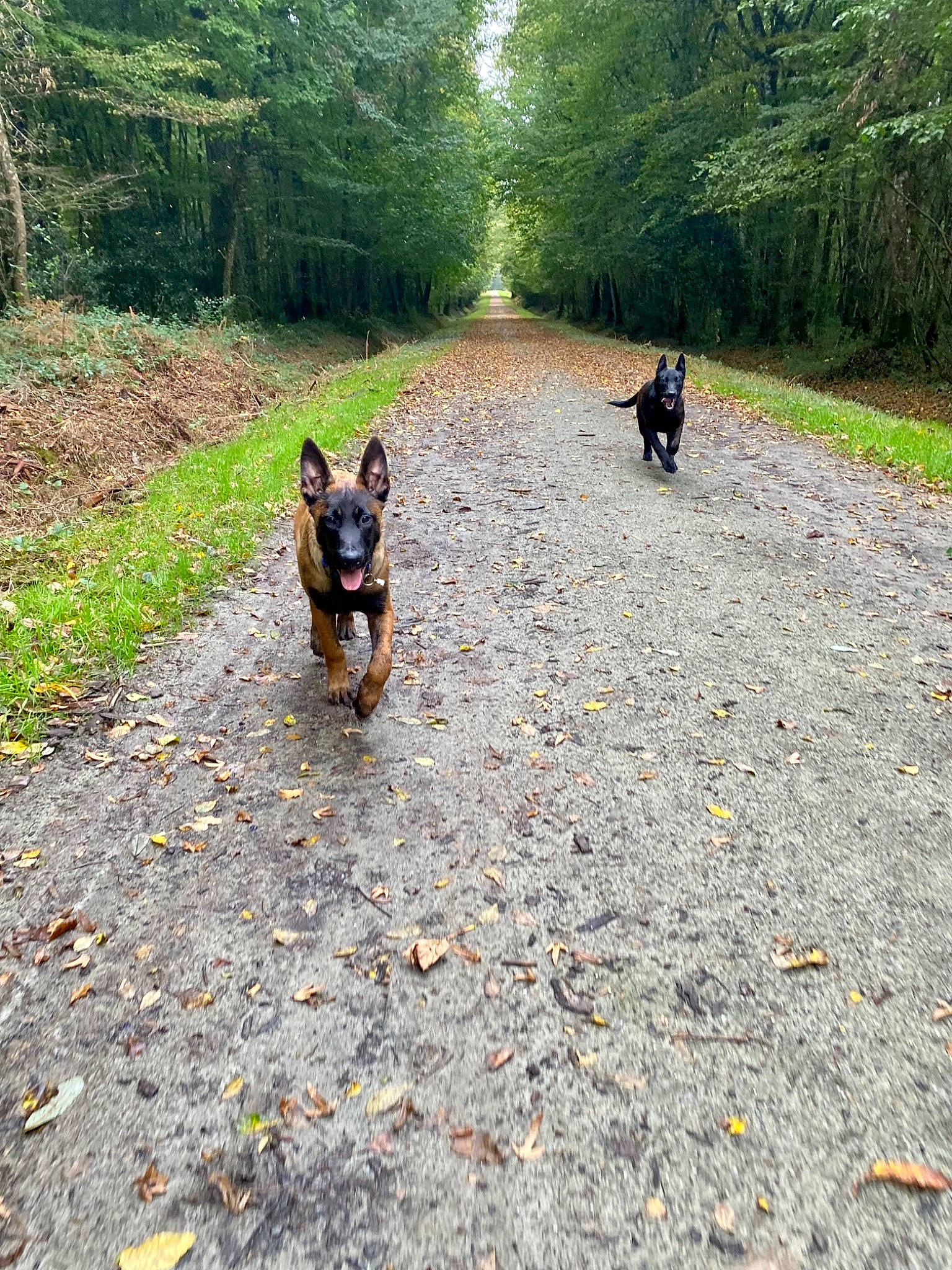 Seth a rejoint le concours — aidez-le/la à gagner de superbes lots ! asphalt, carnivore, companion_dog, dog, dog_breed, dog_walking, fawn, grass, herding_dog, leash, plant, recreation, road, road_surface, sporting_group, tail, thoroughfare, tree, walking, working_animal
