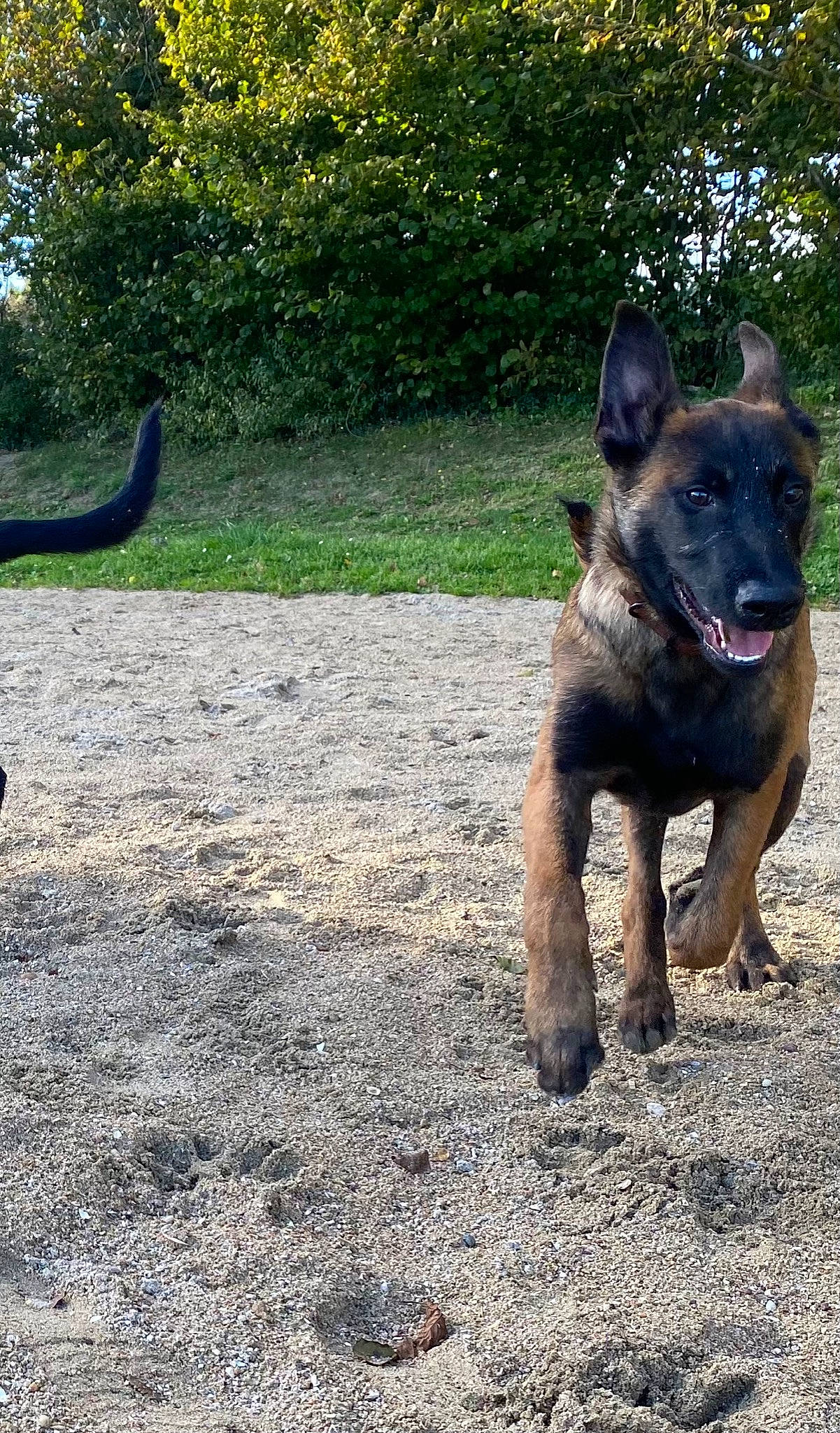 Seth participe au concours pour gagner de l'argent avec cette photo : canidae, carnivore, companion_dog, dog, dog_breed, fawn, grass, guard_dog, herding_dog, hunting_dog, non_sporting_group, plant, snout, soil, sporting_group, tail, terrestrial_animal, tints_and_shades, working_animal, working_dog