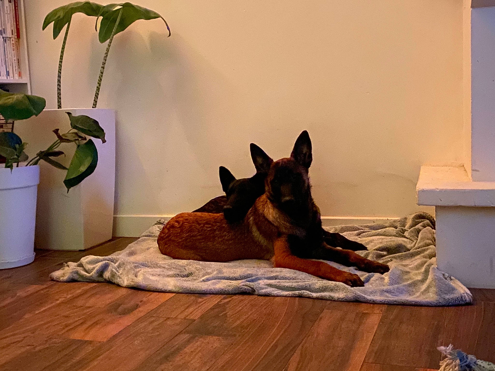 Shaï participe au concours pour gagner de l'argent avec cette photo : carnivore, comfort, companion_dog, dog, dog_breed, fawn, floor, flooring, flowerpot, german_shepherd_dog, hardwood, houseplant, interior_design, laminate_flooring, old_german_shepherd_dog, plant, snout, terrestrial_plant, wood, wood_flooring