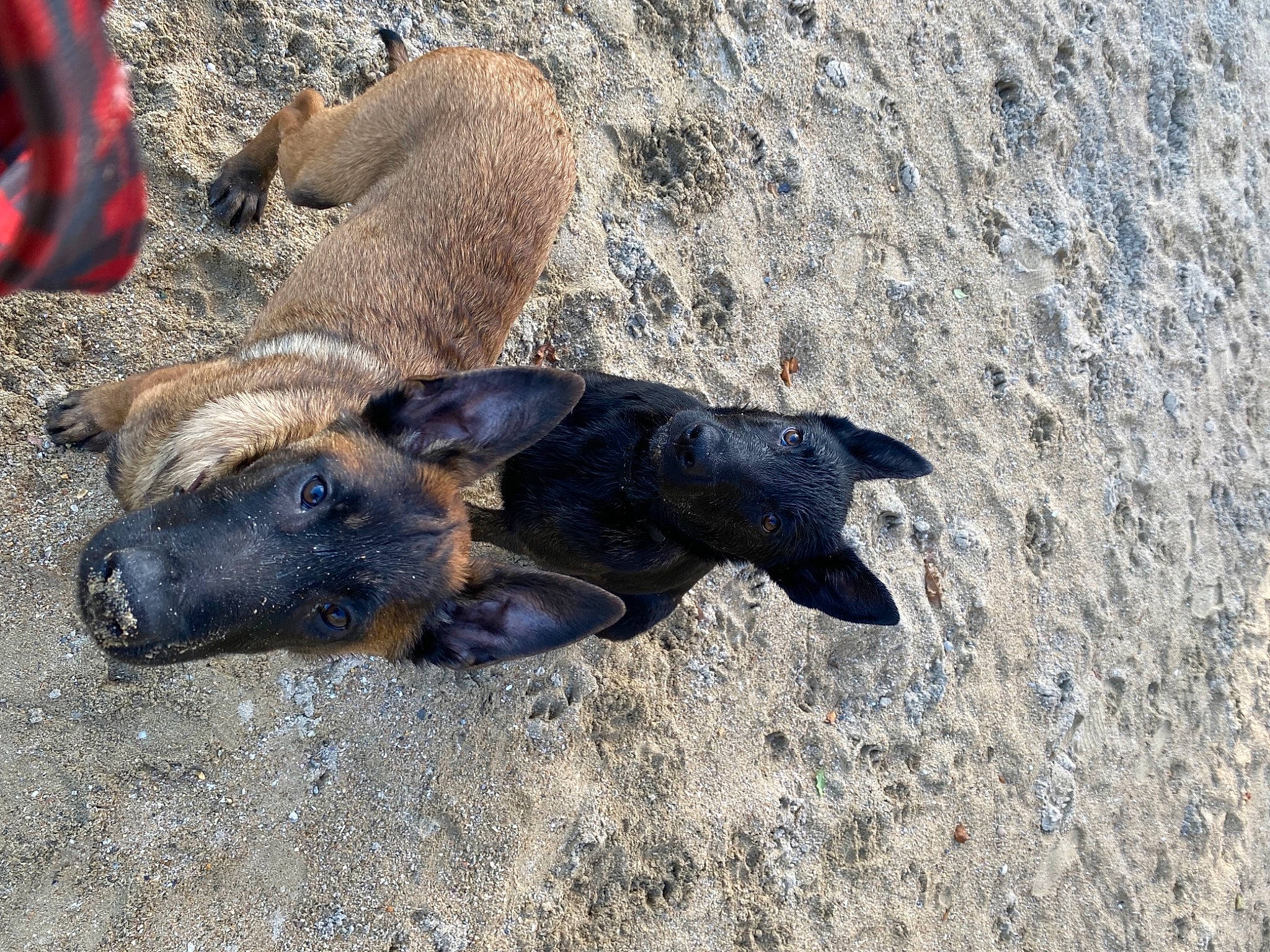 Shaï participe au concours pour gagner de l'argent avec cette photo : backpack, bag, canidae, carnivore, dog, dog_breed, livestock, luggage_and_bags, soil, sporting_group, street_dog, suidae, terrestrial_animal, working_animal