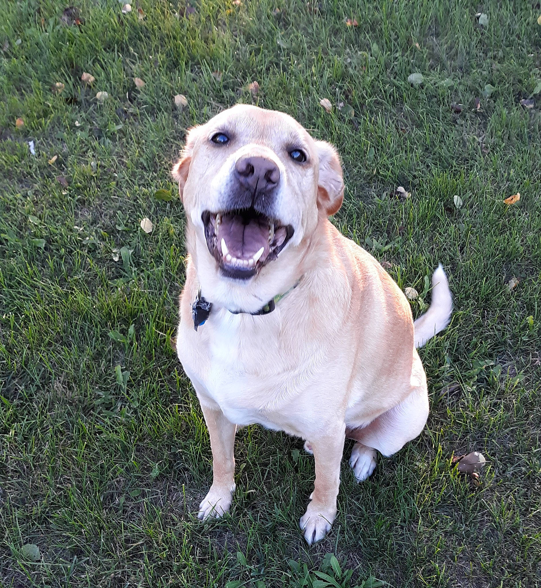 Conway joined the competition — help win amazing prizes! ancient_dog_breeds, canidae, carnivore, collar, companion_dog, dog, dog_breed, dog_collar, fawn, grass, guard_dog, gun_dog, non_sporting_group, pet_supply, retriever, snout, sporting_group, tail, whiskers, working_dog