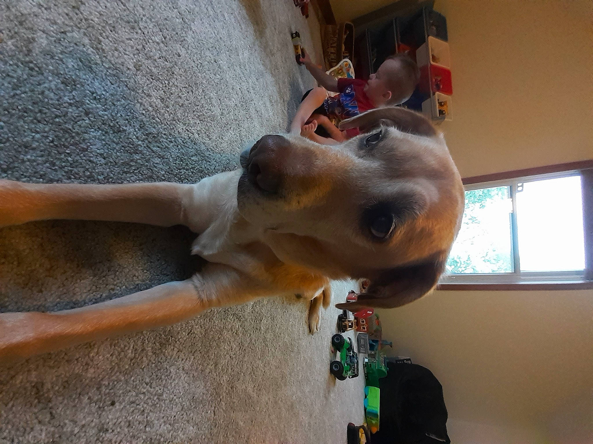 Conway joined the competition — help win amazing prizes! art, canidae, carnivore, collar, companion_dog, dog, dog_breed, dog_collar, dog_supply, fawn, fun, human_leg, leash, mammal, pet_supply, smile, snout, sporting_group, window, working_animal