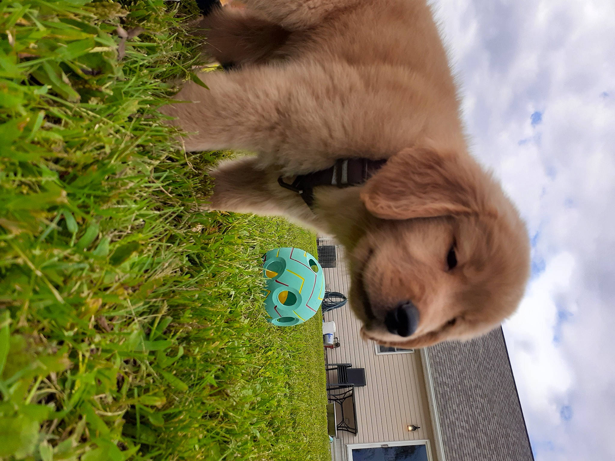 Knox is registered to the contest to win money with this photo: canidae, carnivore, cloud, companion_dog, dog, dog_breed, fawn, fur, grass, plant, sky, sporting_group, tail, terrestrial_animal, tree, water, wildlife, working_animal