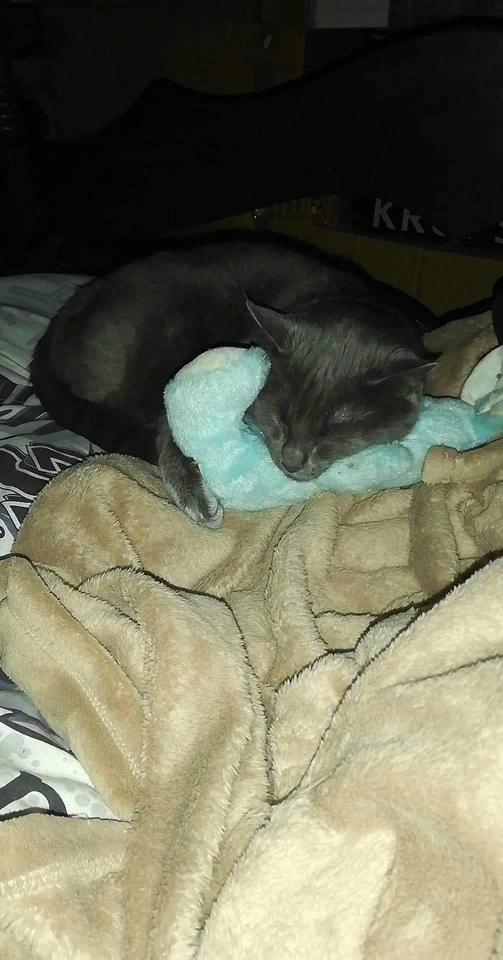 Grisette a rejoint le concours — aidez-le/la à gagner de superbes lots ! black_cat, carnivore, cat, ear, fawn, felidae, fur, kitten, nap, sleep, small_to_medium_sized_cats, tail, whiskers